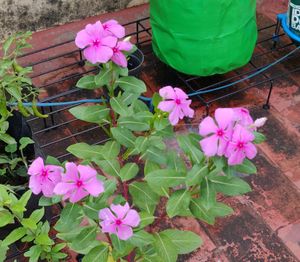 Rosy Periwinkle flower seeds