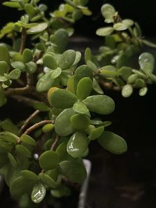Original Mame Jade Plant in White Pot