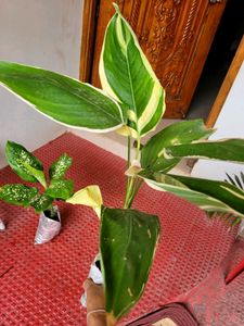 Pack 2 Dieffenbachia Seguine &amp; nevernever plant,