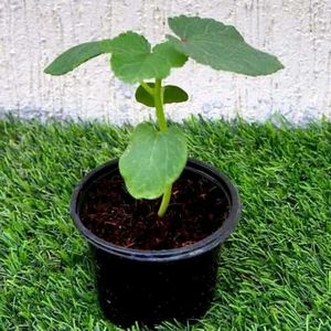 lady's finger Healthy Plant Seedling