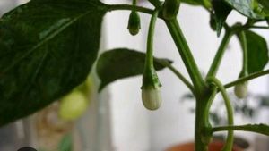 Seeds Chilli