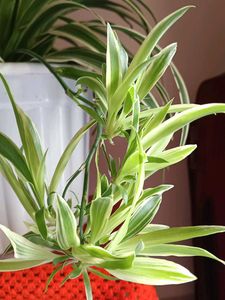 original spider plant