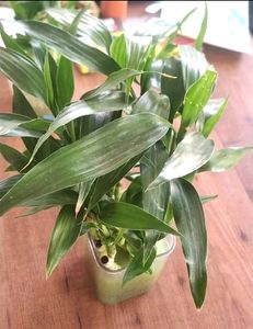 Bamboo Saplings 15 Inch Average Height