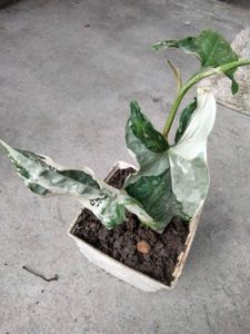 combo plants.