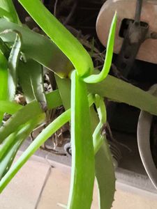 Healthy Aloe Vera Plant