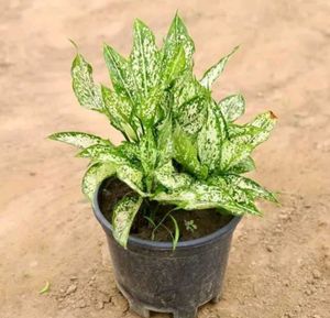 BUY ONE GET TWO Aglaonema Indoor/Outdoor Plant