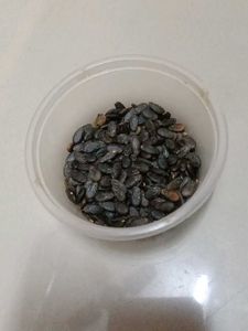 Yellow WaterMelon 🍈 farming Seeds