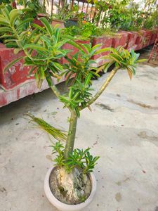 Adenium (Unique Desert Rose Plant)