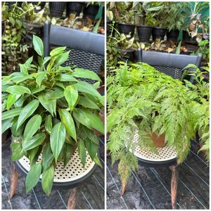 20 Live Root Plants