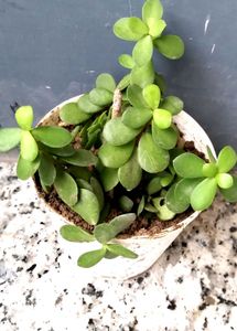 Live jade plant with pot