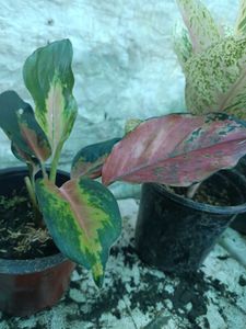 Aglaonema Variety