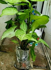 Arrowhead Plant🪴