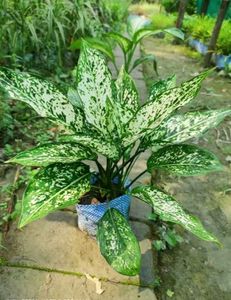 BUY ONE GET TWO Aglaonema Indoor/Outdoor Plant