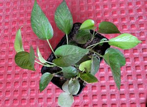 Evergreen Money Plant🪴&amp; pot