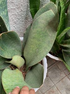 Whale  Snake Plant