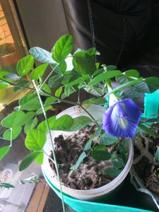 Aprajita Seeds( 10)