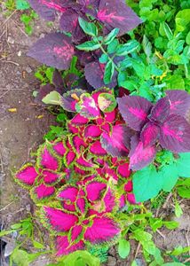Different Varieties Coleus Live Plants