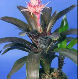 moses-in-the-Cradle Plant🌵&amp; Pot