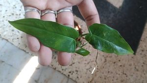 Philodendron golden dragon
