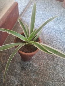 Real Spider Plant in clay Pot with great roots