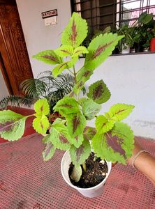 Pack 2 Colues &amp; 🪴Mexican petunia plants &amp; Pot