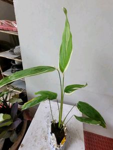 Set 2 Pandanus veitchii &amp; Never... Plant
