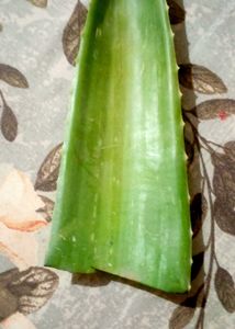 Fresh Aloe Vera Leaf for Skincare