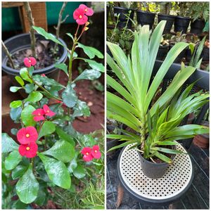 20 Live Root Plants