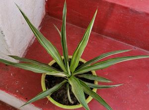 Agave Attenuata Small  Heat Tolerant &amp; Pot