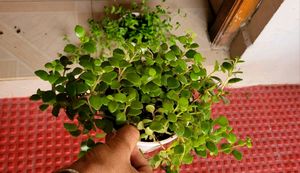 Pack 2 Tradescantia fluminlensis &amp; Pilea Depressa