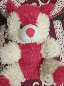 Cute Teddy
