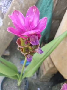 Siam Tulip Curcuma