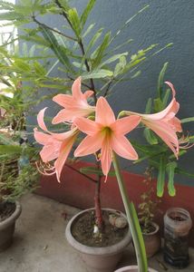 6 Summer & Rainy Season Plant