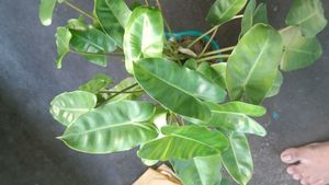 Variegated  burl marx Plant