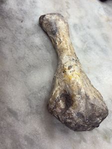 gothic decor bone element