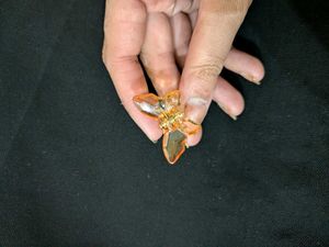 Cute Butterfly Hair Clip