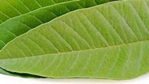 Guava Leaf