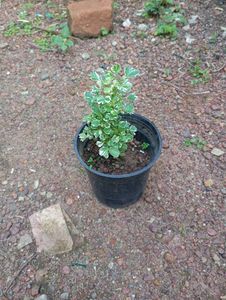 combo of 3 plants