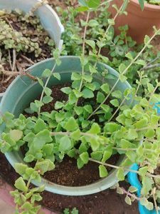Tangled Heart Plant