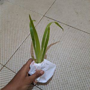 Walking Iris Plant