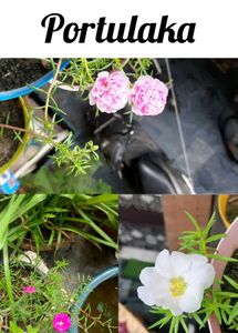 Big Bundle Of Plants And Seeds