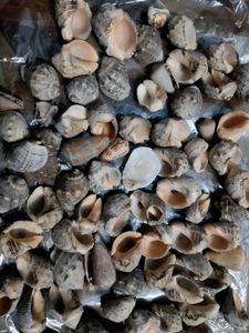Seashells
