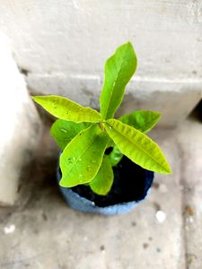 Guava Plant with Pot
