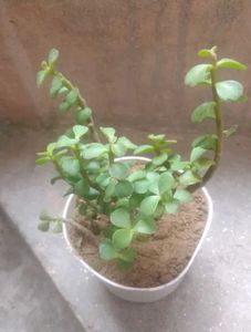 BUY ONE GET TWOJade / Dhankuber Live Plant