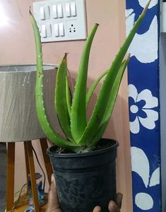 Combo Of 3 Exotic plant ☘️