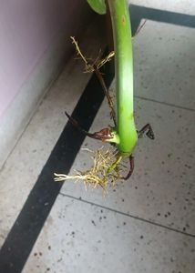 Philodendron Paraiso Verde Plant