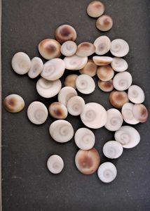 108 Natural Gomti Chakras (sacred operculum shells