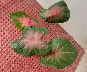 set 2 dieffenbachia segulne &amp; UJJAISEEDS