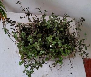Beautiful Turtle Vine Plant🌵&amp; Pot