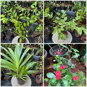 20 Live Root Plants